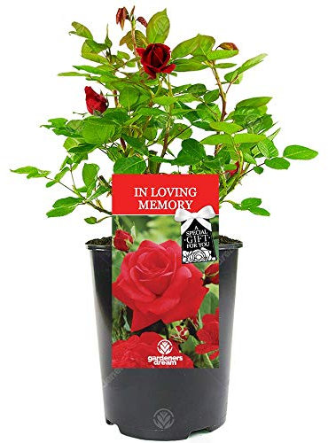 in Loving Memory Rose - Memorial and Remembrance Unique Living Plant Gift