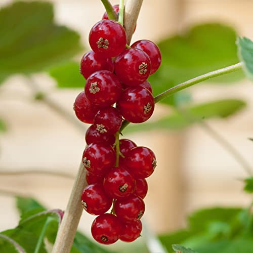 Redcurrant Plant Bush 'Rovada' Ribes rubrum Hardy Shrub Easy to Grow Your Own Outdoor Garden Flower Plants 1x 3 Litre Potted Plant by Suttons