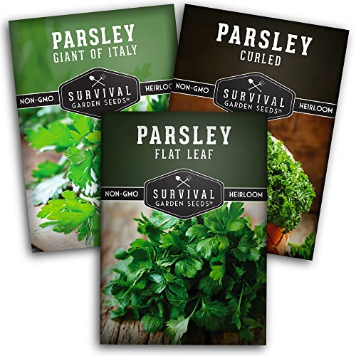 Parsley Seed Collection – 3 Varieties: Italian Giant, Curly, Flat Leaf Parsley Seeds for Planting Indoors or Outdoors – Non-GMO Heirloom Open-Pollinated Herbs – Survival Garden Seeds