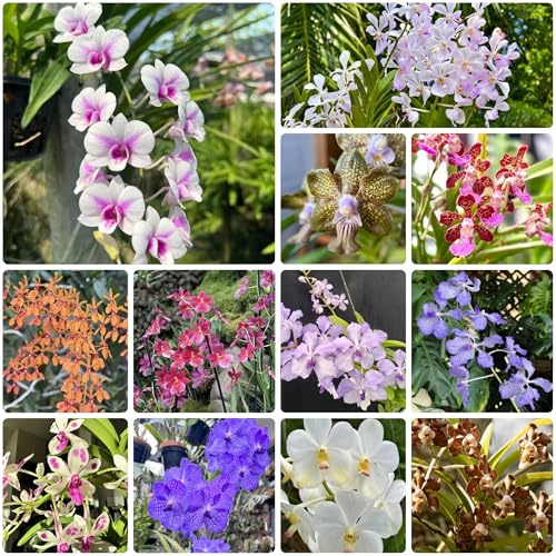 semi pendenti dell'orchidea Vanda, rialzate resistenti in estremamente 180pcs
