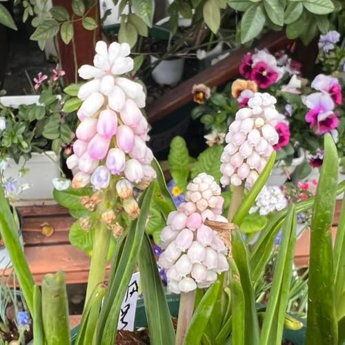 5zwiebeln hyazinthen - winterharte garten, balkonblumen hyazinthen blumenzwiebeln frühblüher wildbalkon