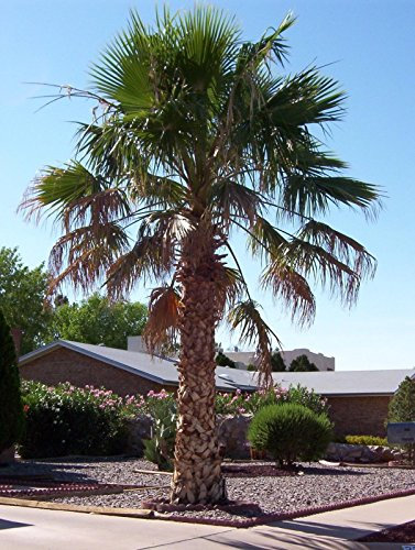 Messicano Palma, Washingtonia Robusta, Semi di Albero (Fast Tropical Evergreen) 20