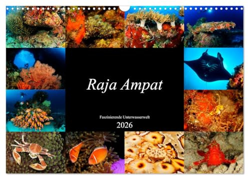 Raja Ampat - Faszinierende Unterwasserwelt (Wandkalender 2026 DIN A3 quer), CALVENDO Monatskalender: Tauchen Sie ein in die faszinierende ... Ampat, Papua in Indonesien. (CALVENDO Natur)