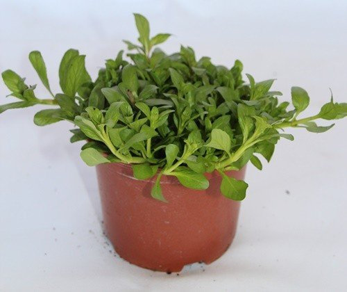 Poleo menta (Maceta 10,5 cm Ø) - Planta viva - Planta aromatica