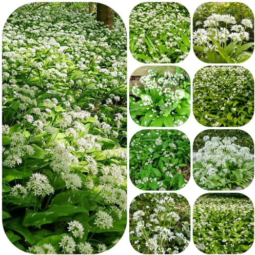 Semi di aglio selvatico resistente, balcone decorative biologici 420pcs
