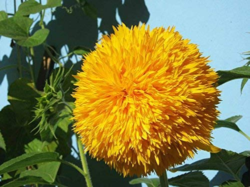 Lot de 20 graines de tournesol (Helianthus annus) bio non-OGM pour la maison Jardin Sunny Sun Flower Flower Open Pollinated Seeds for Planting Tall Teddy Tournesol