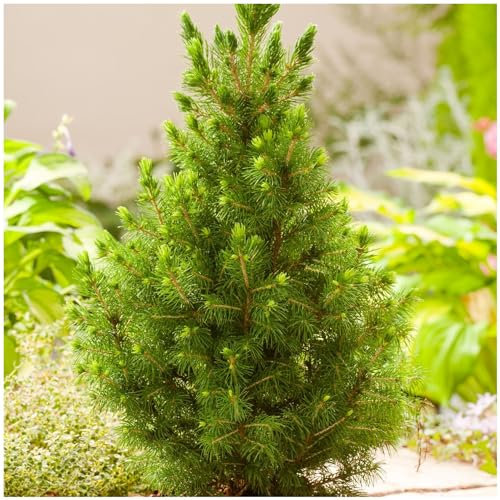 GrowOn Shrubs Dwarf Conifer Picea Glauca 'Albertiana Conica' | Evergreen Shrub | Outdoor Garden Ready Plant