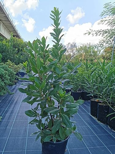 Pianta Di Corbezzolo, Arbutus Unedo, Foto Reali