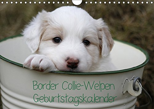 Border Collie-Welpen Geburtstagskalender (Wandkalender immerwährend DIN A4 quer): Immerwährender Terminkalender mit Fotos von Border Collie-Welpen ... [Jun 10, 2013] Lindert-Rottke, Antje