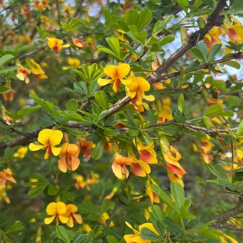 ginster - herbstblumen exotische 40samen