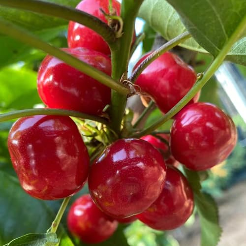 kirschbaum bonsai topf Kirsche gartenpflanzen hochbeete für garten säulenkirsche zimmerpflanzen balkonpflanze bonsaibaum säulenzierkirsche balkon deko topfpflanzen echt säulenobstbäume 300samen