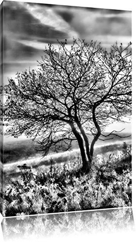 Pixxprint Baum im Gras, Größe: 100x70cm, Leinwandbild, fertig gespannt, Wandbild, Dekoration, Kunstdruck, kein Poster