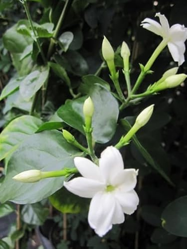 Jasminum angustifolium - Schmalblättriger Jasmin - 60-80