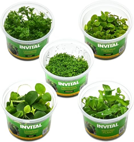 INVITAL Aquarium Pflanzen Set mit 5 Pflanzen gegen Algen, In-Vitro