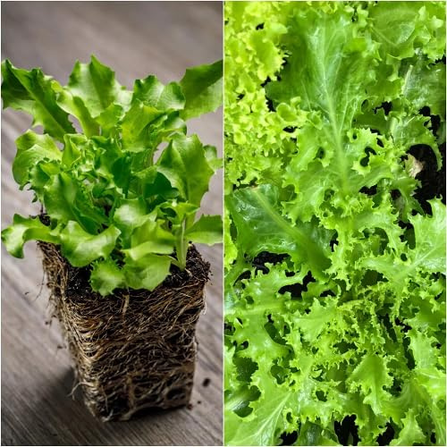 100Pcs Green Endive Leafy Vegetable Seeds