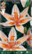 Portal Cool Bulbi Lilium asiatici Primavera Pack Of Arancione Lucente 2 bulbi delle lampadine