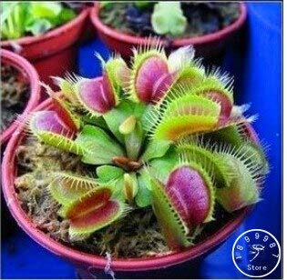 100 Pcs/Pack Potted Insectivorous Plant Seeds Dionaea Muscipula Giant Clip Venus Flytrap Seeds Carnivorous Plant,#5R3Uo9