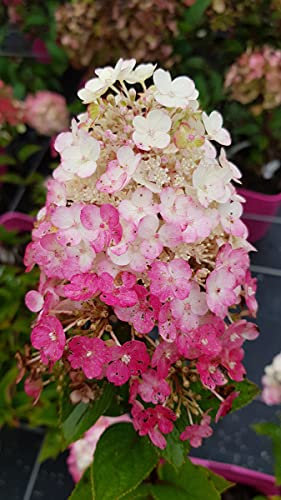 Hydrangea paniculata Framboisine® 'Rensam' / Hortensia paniculé Framboisine® 'Rensam' / Conteneur de 3 à 4 litres