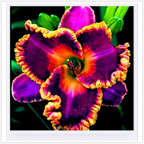 Taglilien,stück,taglilien winterhart mehrjährig,taglilien rhizome,Hemerocallis,Mysteriöse magische Glühbirne.-3stück-C