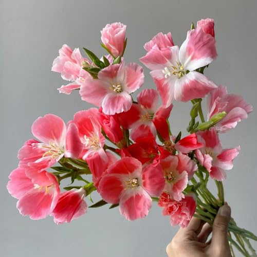 semi di azalea estiva, decorativi resistenti al balcone di azalea estiva to perenni recisi da giardino, rare, decorazione 80pcs