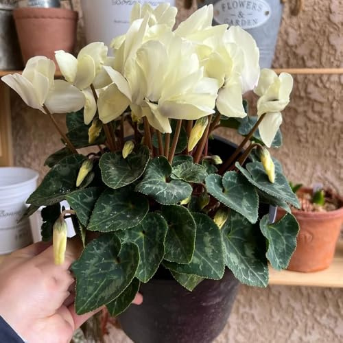 semi di ciclamino semi di esotico come bomboniera arredamento del soggiorno serre da balcone selvatici resistenti per giardini rocciosi per gli 250pcs