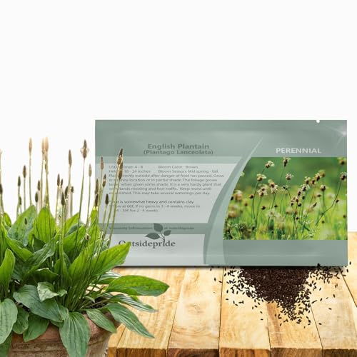 Outsidepride English Plantain Seeds for Planting - 5,000 Pcs Perennial, Easy-to-Grow Herb Seeds for Culinary, Farm & Household Uses, Low-Growing Foliage for Tropical & Subtropical Climates