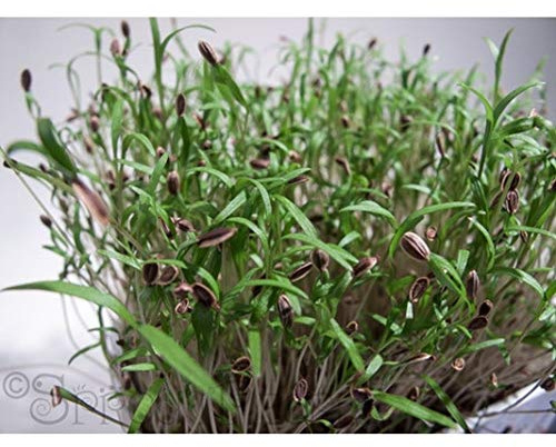 Bouquet Dill Microgreen Seeds (80 Seed Pack)