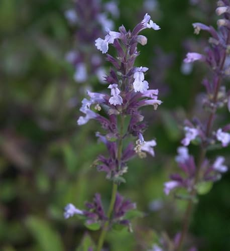 Katzenminze Grandiflora - Nepeta grandiflora - lebende Gartenpflanze aus den Baumschulen