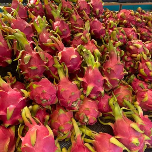 drachenfrucht - säulenobstbäume exotische obstbäume kaufen zwergobstbäume winterhart pflanzensamen säulenobst steingartenpflanzen obstgarten 150samen