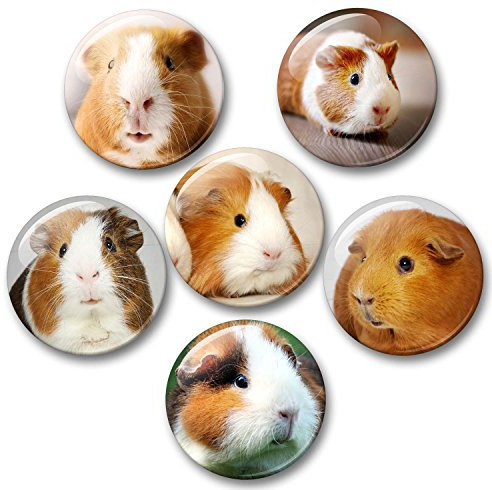 Merchandise for Fans Meerschweinchen - 6 große Kühlschrankmagnete [ 01 ]