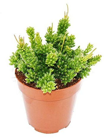 Exotenherz Rhipsalis mesembryanthemoides - Korallenkaktus - im 12cm Topf - sukkulente Zimmerpflanze