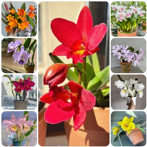 semillas de orquídeas puppy resistentes al aire libre orquídeas catya perenne resistente que cubre suelo semillas cortadas 350pcs