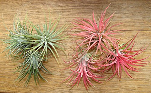 Tillandsia ionantha Mix (3 x rojo, 3 x verde) 6 plantas