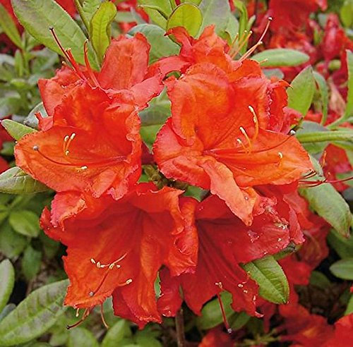 Azalee Feuerwerk 60-80cm - Rhododendron luteum - Alpenrose - lebende Gartenpflanze aus den Baumschulen