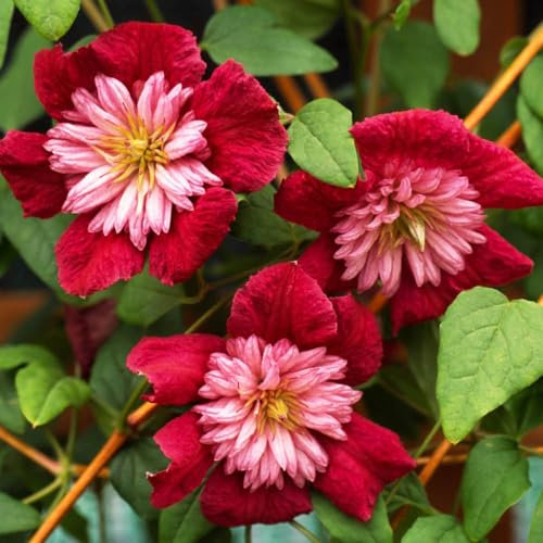 You Garden - 3 x Premium Double Clematis 'Avant Garde' in a 7cm Pot