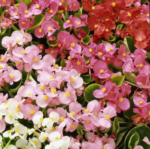 Buy4seeds Flower Begonia SEMPERFLORENS Heaven RED F1 50 PELLETS Easy to Grow Garden Yard Patio