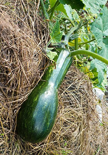 Seedeo Kürbis Langer von Neapel (Cucuribita moschata) 10 Samen BIO