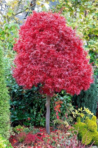 Acero rosso giapponese Acero palmatum Skeeter's Broom pianta in vaso ø20 cm h 80/100 cm Vivaio di Castelletto