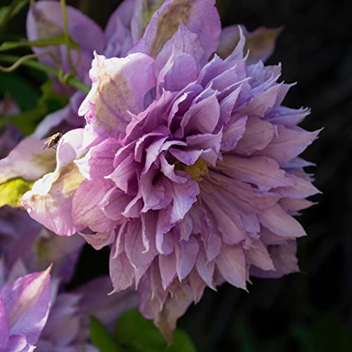 Compact Clematis 'Proteus' Old Man's Beard Climbing Deciduous Hardy Shrub Flamboyant Mauve-Pink Blooms Shade Tolerant Easy to Grow Your Own Garden Flower 3-Litre Potted Plants by Thompson and Morgan