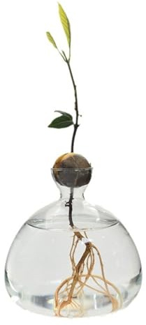 Ddujbtp Vaso di Propagazione Idroponico in Vetro Trasparente per Avocado - Contenitore Decorativo per la Casa