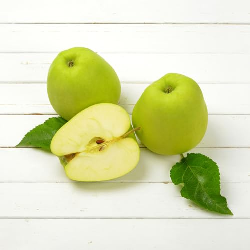 Comprar manzano - semillas semillas de manzana de en espaldera exóticas orgánicas resistentes columnar resistente 10pcs