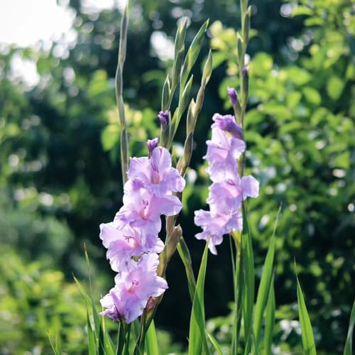 gladiolen blumenzwiebeln frühblüher gladiolenzwiebeln blumenzwiebeln bodendecker winterhart mehrjährig winterharte kübelpflanzen minigarten decoration balkon rhizome 9zwiebeln