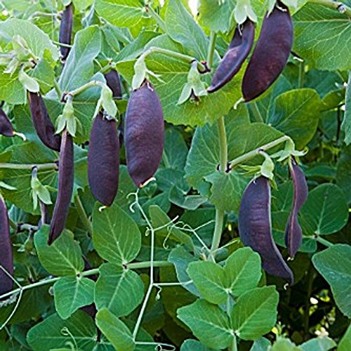 Zuckererbse - Shiraz - lila - 30 Samen