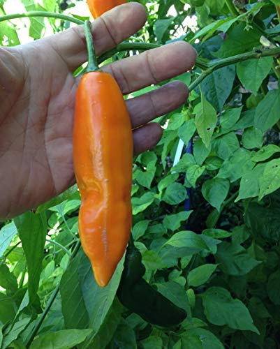 SEMILLAS PEPERONCINO AJI -6 VARIETA'-AJI BIBER-AJI GUSANITO-AJI AMARILLO- AJI PANCA-AJI ANGELO-AJI QUITUCHO