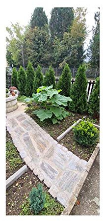 Pcs - 10x Paulownia Fortunei Blauglocken Arbre Jardin Plantes - Graines ID147 - Seeds & Plants Shop by Ipsa