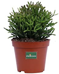 Pianta di Rhipsalis pianta succulenta pianta grassa pianta da interno pianta ornamentale di Rhipsalis pianta vera venduta da eGarden.store (Rhipsalis Salicornioides v.8 cm)