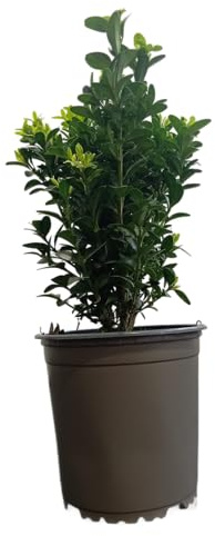 Buxus Arbusto Natural Ideal para Setos de Exterior