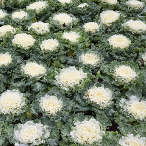 grünkohlsamen alte sorten, gemüsesamen hochbeete für garten gewächshaus balkon zimmerpflanzen gemüsesaat bio 250pcs