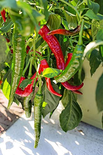 Graines Piment Cayenne - sachet de 100 graines - Capsicum/frutescens/Solanaceae - Graines de style