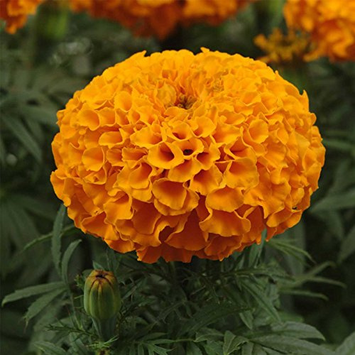African Marigold Flower Garden Seeds - Taishan Series F1 - Orange - 100 Seeds - Annual Flower Gardening Seed - Tagetes erecta